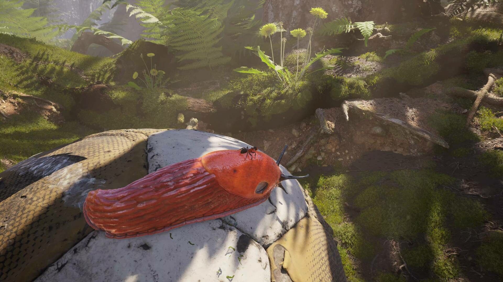 Illustration de l'article sur TEST : Les Fourmis