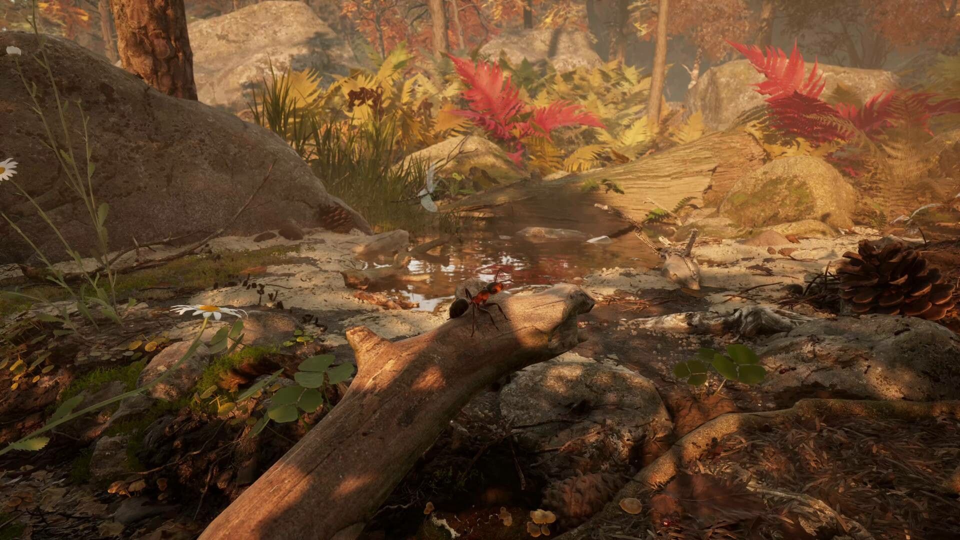 Illustration de l'article sur TEST : Les Fourmis